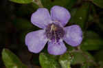 Oblongleaf snakeherb